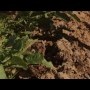 EL SUELO EN AGRICULTURA ECOLÓGICA