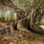 PAISAJE HISTÓRICO OLIVOS MILENARIOS TERRITORIO SÉNIA